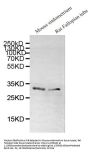 DNALI1 Antibody
