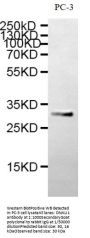 DNALI1 Antibody