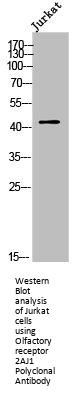 OR2AJ1 Antibody