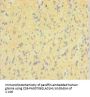 DNM1 Antibody