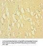 DNM1 Antibody