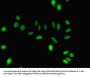 DNM1 Antibody