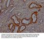 DNM2 Antibody