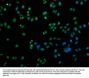 DNM2 Antibody