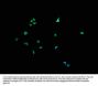 DNM2 Antibody