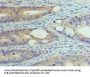 DNMT1 Antibody