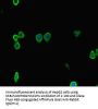 DNMT1 Antibody