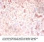 DNMT3A Antibody