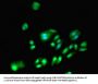 DNMT3A Antibody