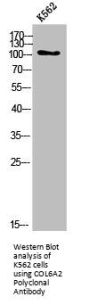 COL6A2 Antibody