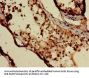 DXO Antibody