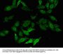 DXO Antibody
