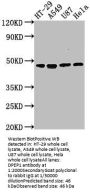 DPEP1 Antibody