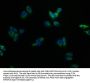 DPEP1 Antibody
