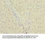 DPYS Antibody