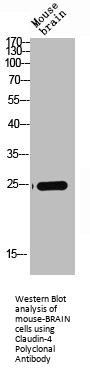 CLDN4 Antibody