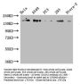 DUOX2 Antibody