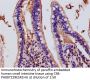 DUOX2 Antibody