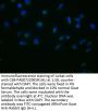 DUOX2 Antibody