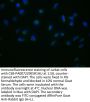 DUOX2 Antibody
