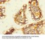 DUOX2 Antibody