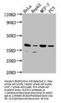 DUSP11 Antibody