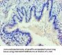 DVL2 Antibody