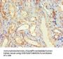 DVL2 Antibody