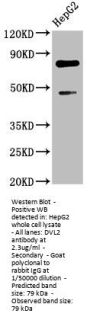 DVL2 Antibody