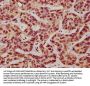 DVL2 Antibody