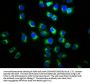DVL2 Antibody