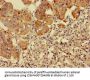 RPS5 Antibody
