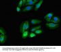 RPS5 Antibody