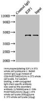 E2F1 Antibody