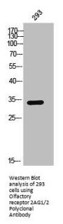 Olfactory receptor 2AG1/2 Polyclonal Antibody