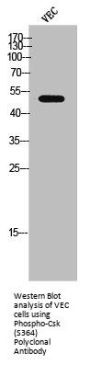 Phospho-CSK (S364) Antibody