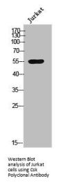 CSK Antibody