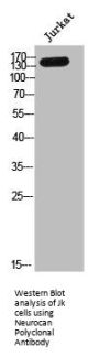 NCAN Antibody