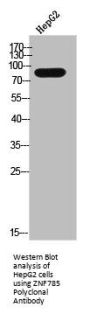 ZNF785 Polyclonal Antibody