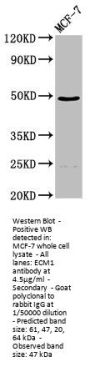 ECM1 Antibody