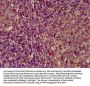ECM1 Antibody