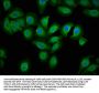 ECSCR Antibody