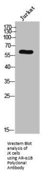 ADRA1B Antibody