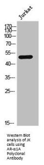 ADRA1A Antibody