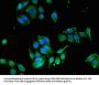 EDNRB Antibody