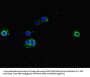 EEF1A1 Antibody