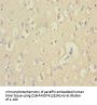 EEF1A2 Antibody