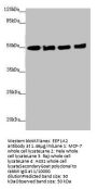 EEF1A2 Antibody