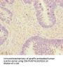 EEF1A2 Antibody