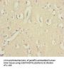 EEF1A2 Antibody